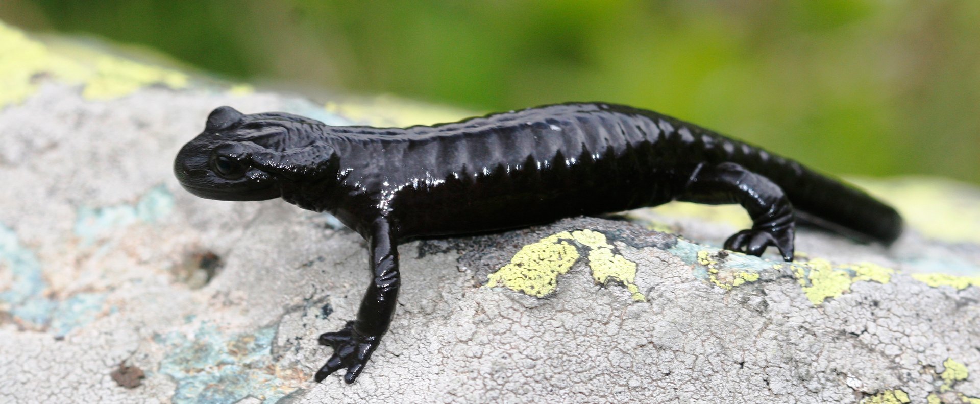 Foto di Salamandra lanzai