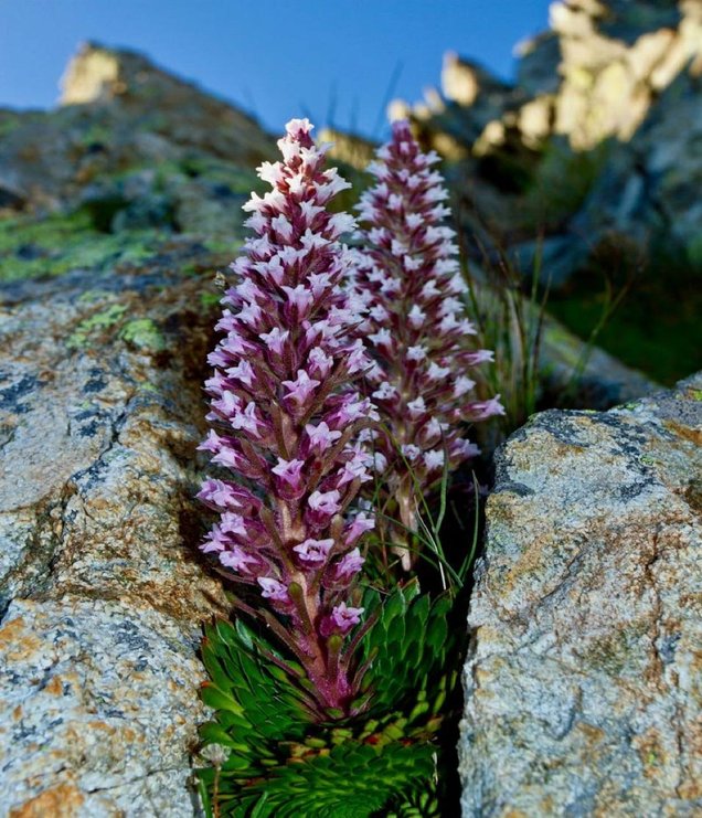 Foto di una Saxifraga, eletta pianta simbolo del Piemonte dalla Società Botanica Italiana