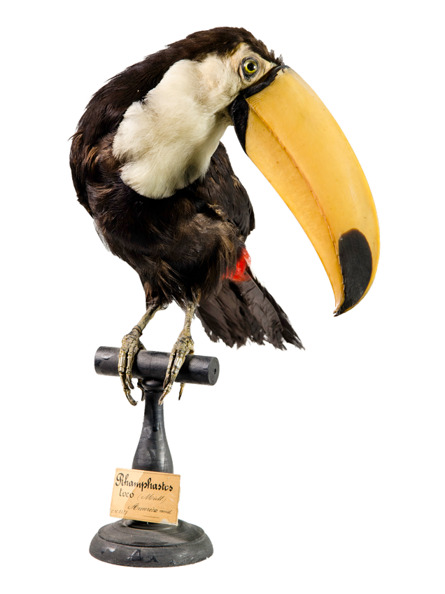 Foto di Tucano toco (Ramphastos toco)