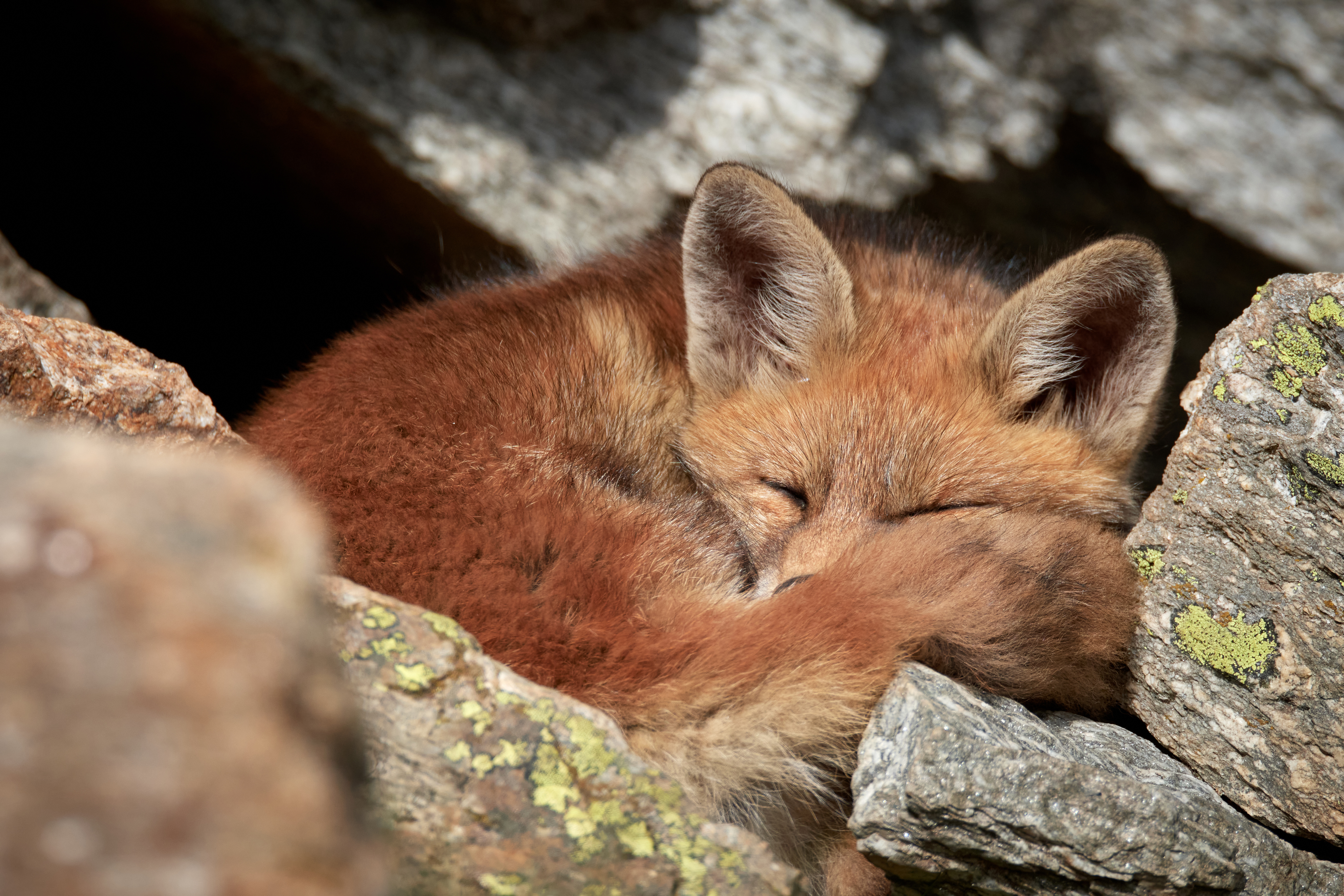 titolo immagine descrizione immagine