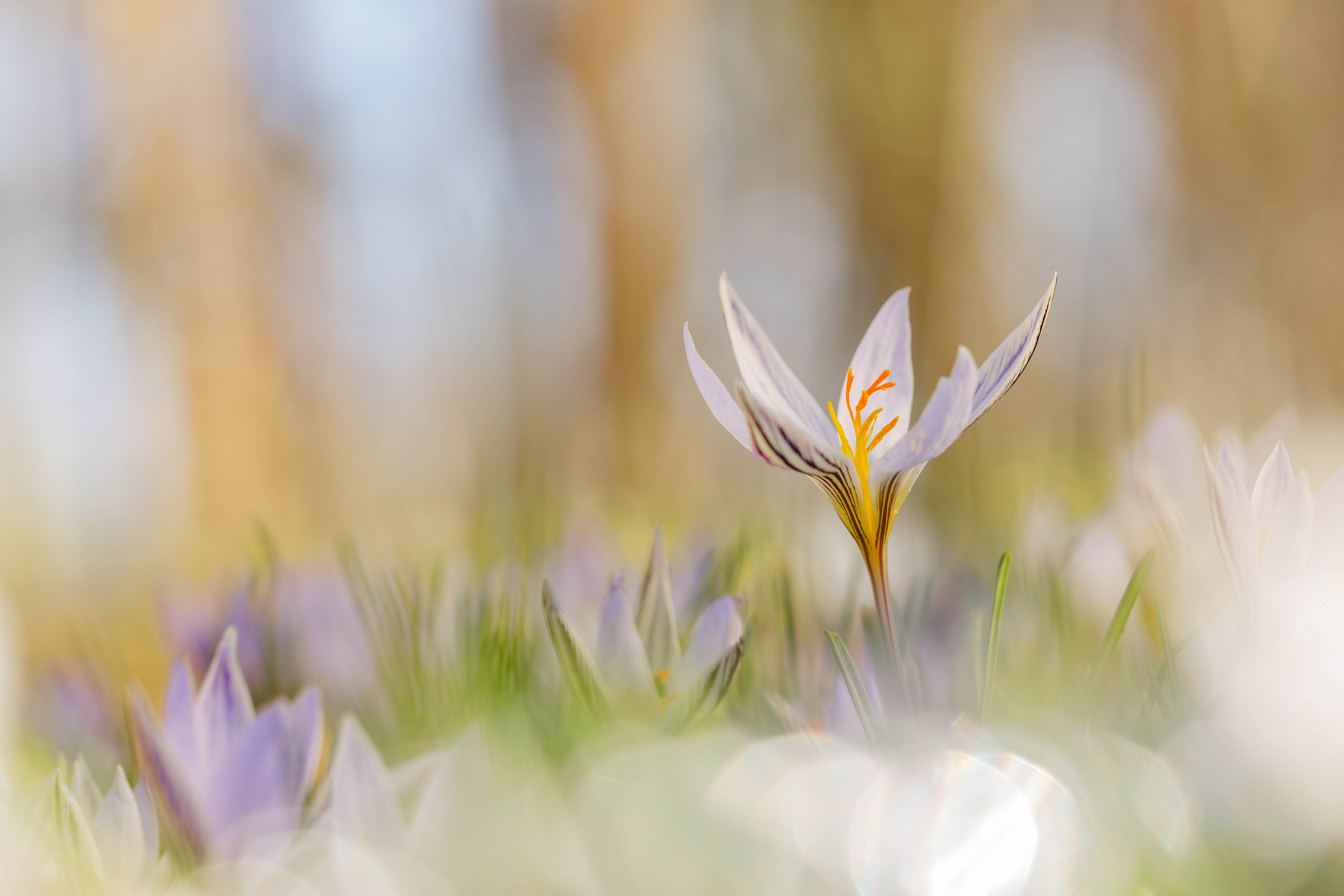 titolo immagine descrizione immagine