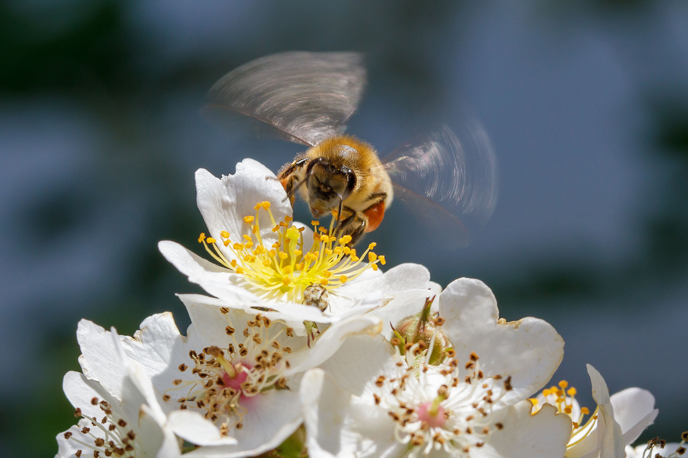 titolo immagine descrizione immagine