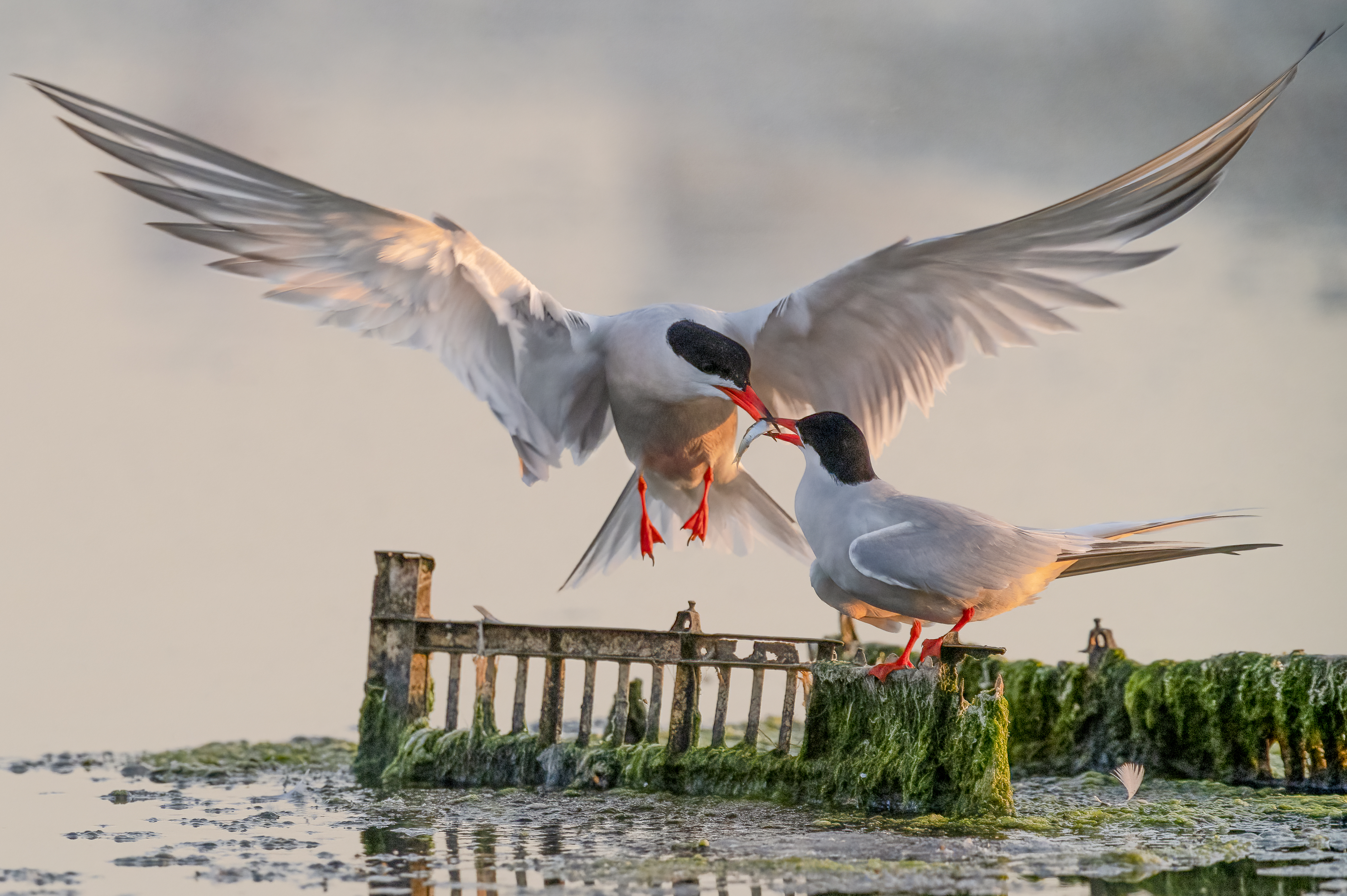 titolo immagine descrizione immagine