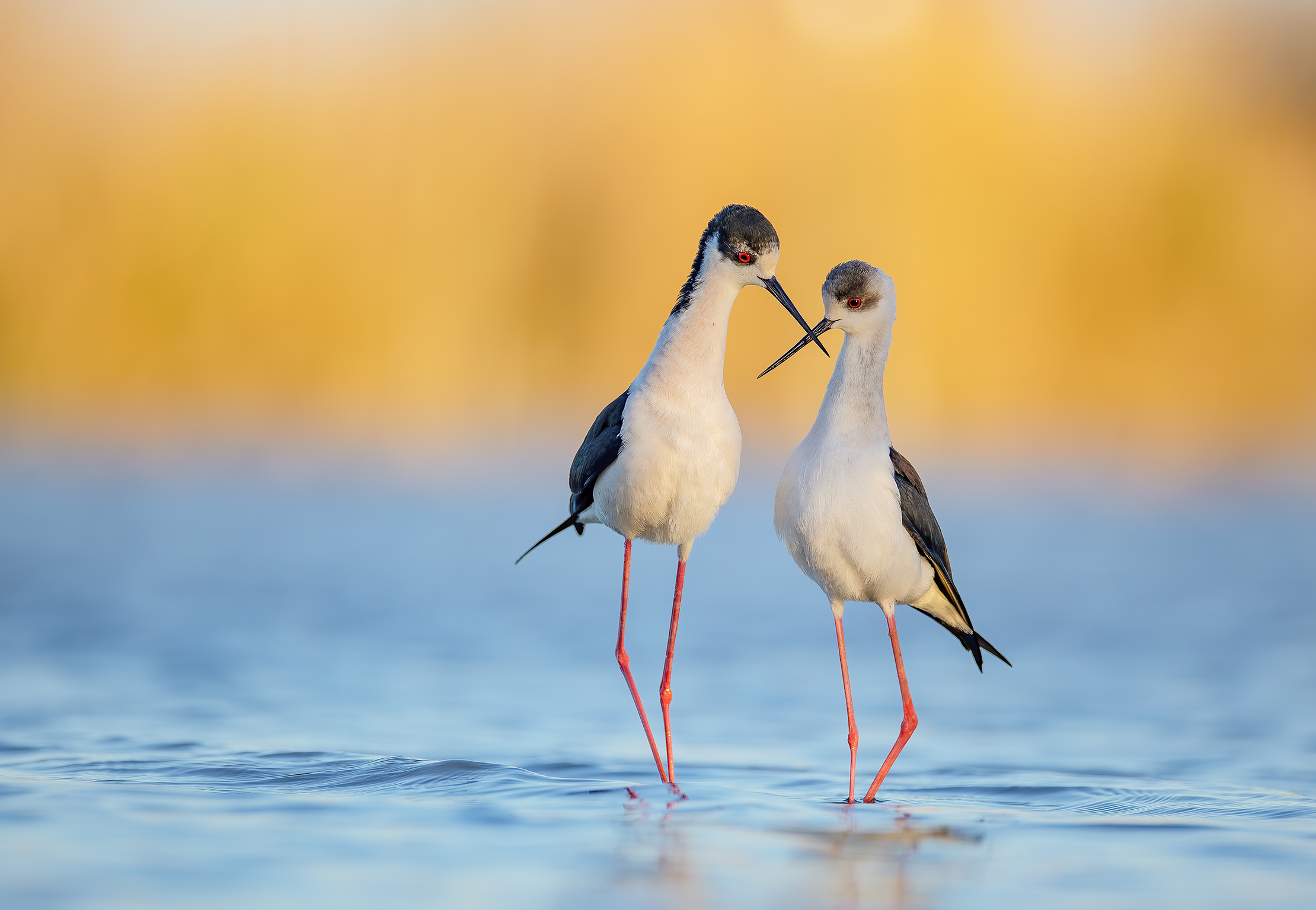 titolo immagine descrizione immagine