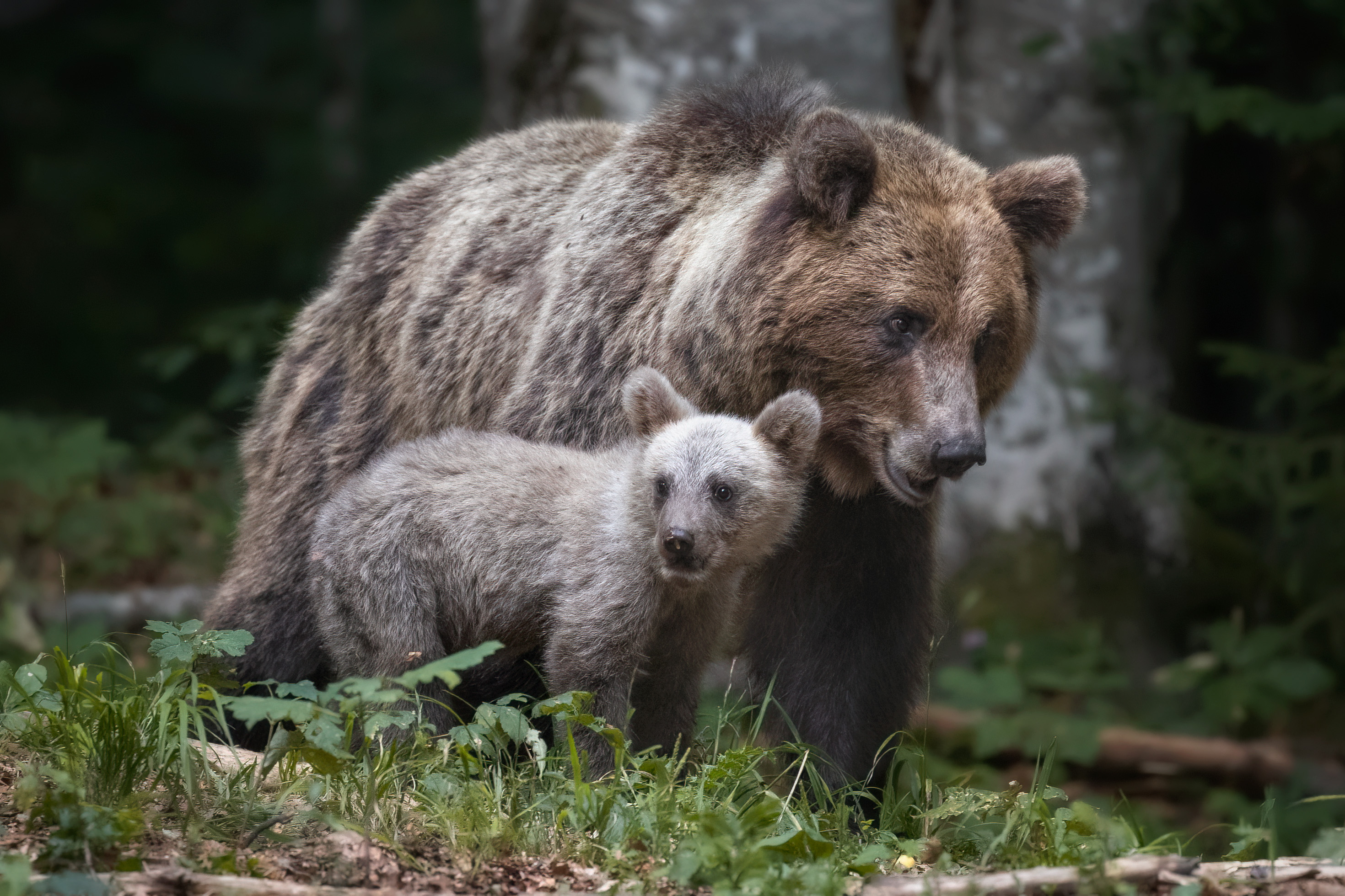 titolo immagine descrizione immagine
