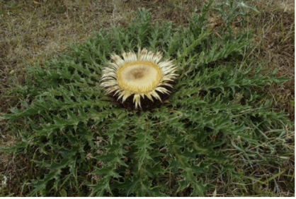 Dettagli di una Carlina acanthifolia, fotografia di Maria Grazia