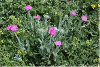 Immagine di una Lychnis flos-jovis, fotografia di Giuliano Salvai